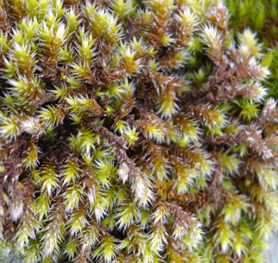 Aiuto classificazione muschi su roccia